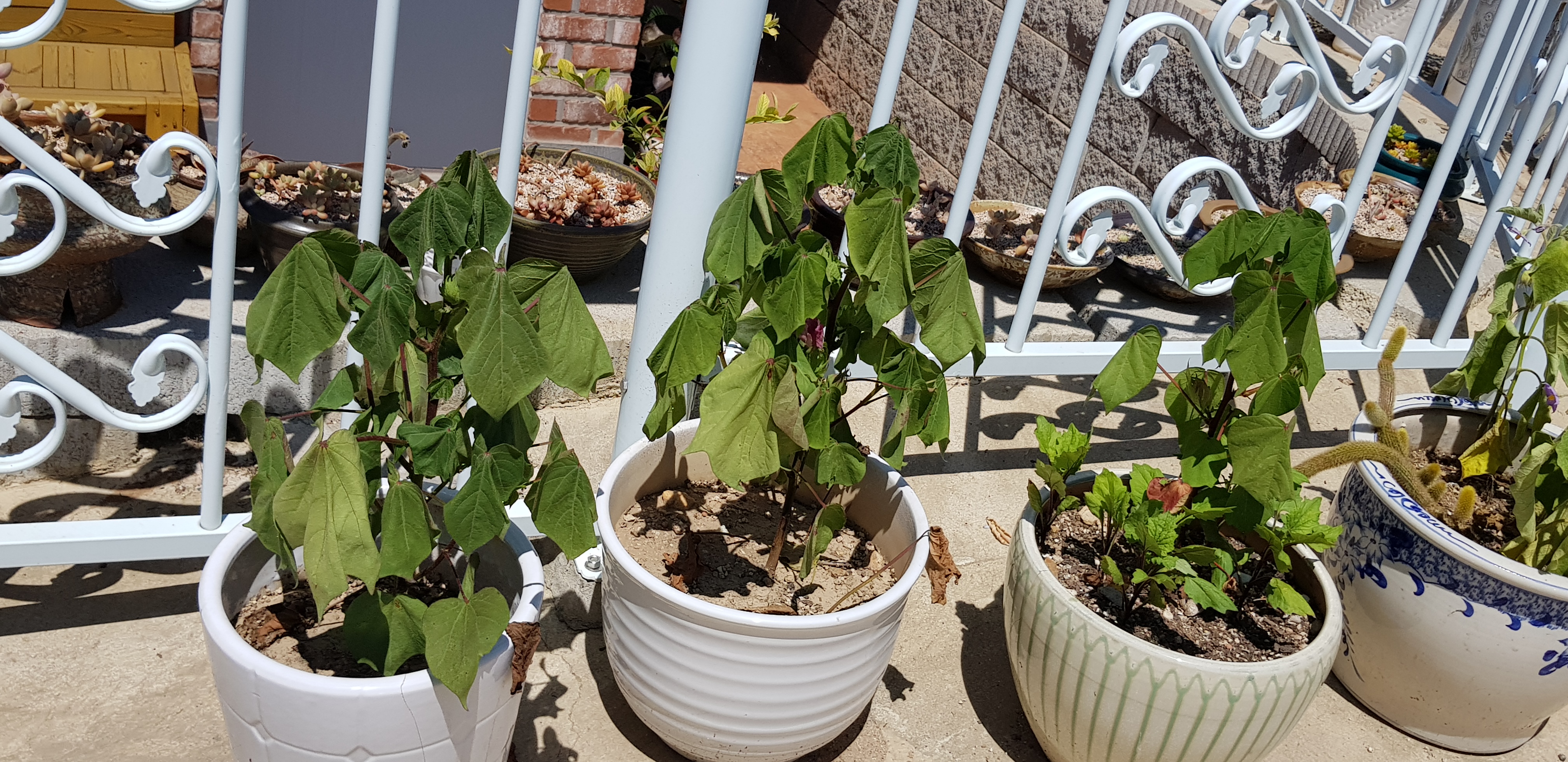 20180721_111809.jpg