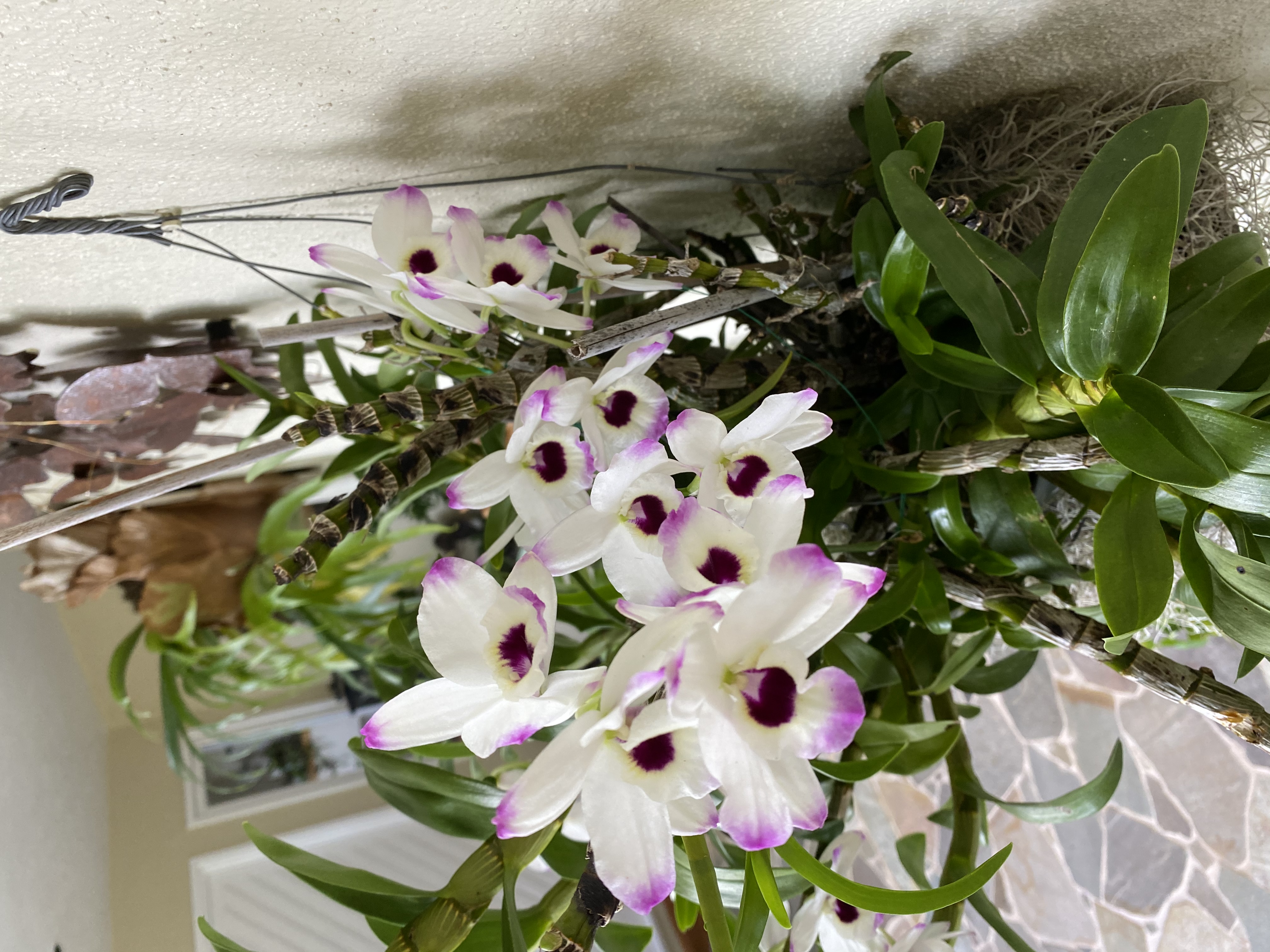 Fresh White Orchid Blooms