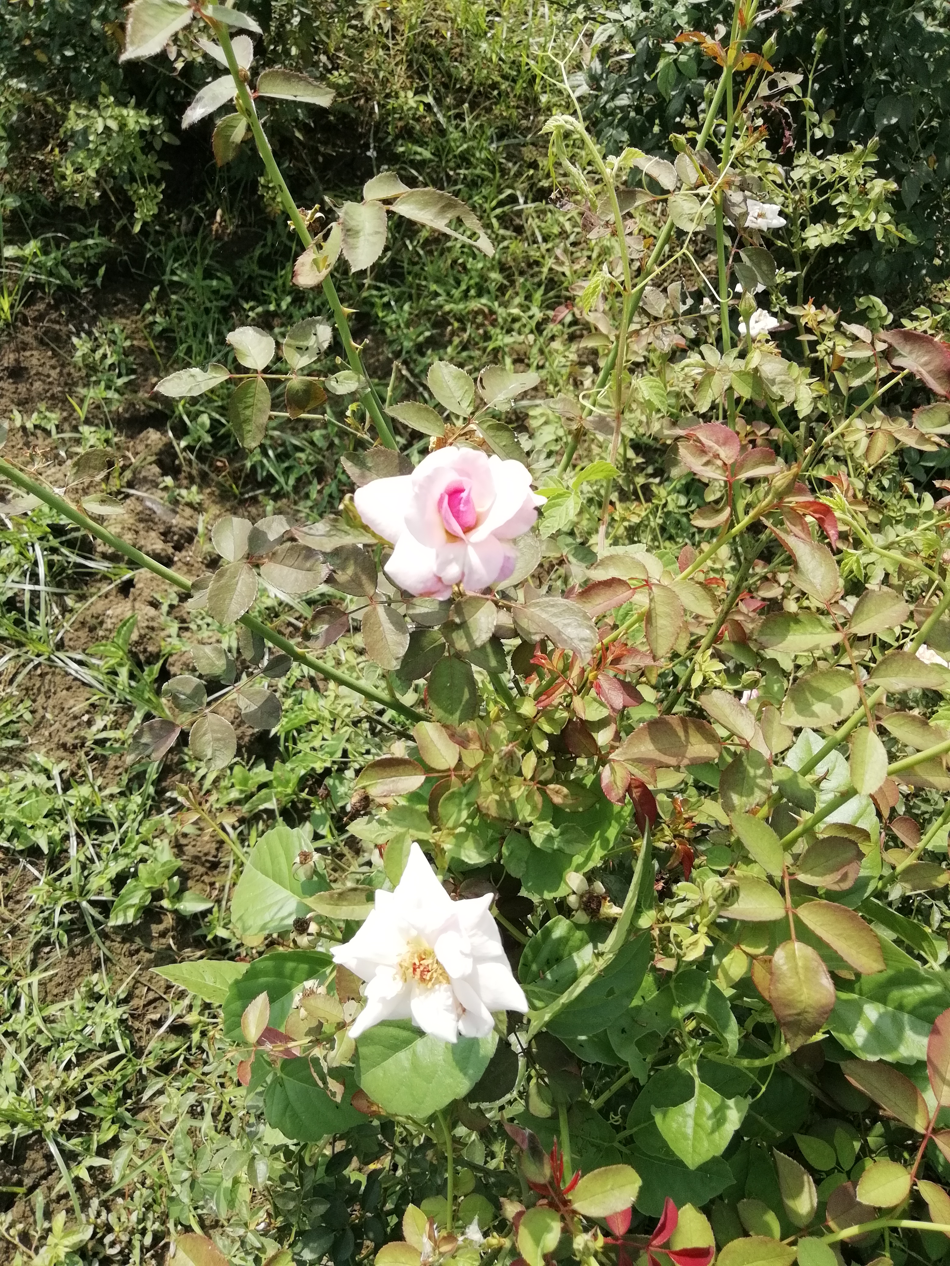 IMG_20220424_093404.jpg