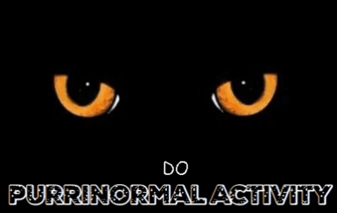 giphyCAT2.gif