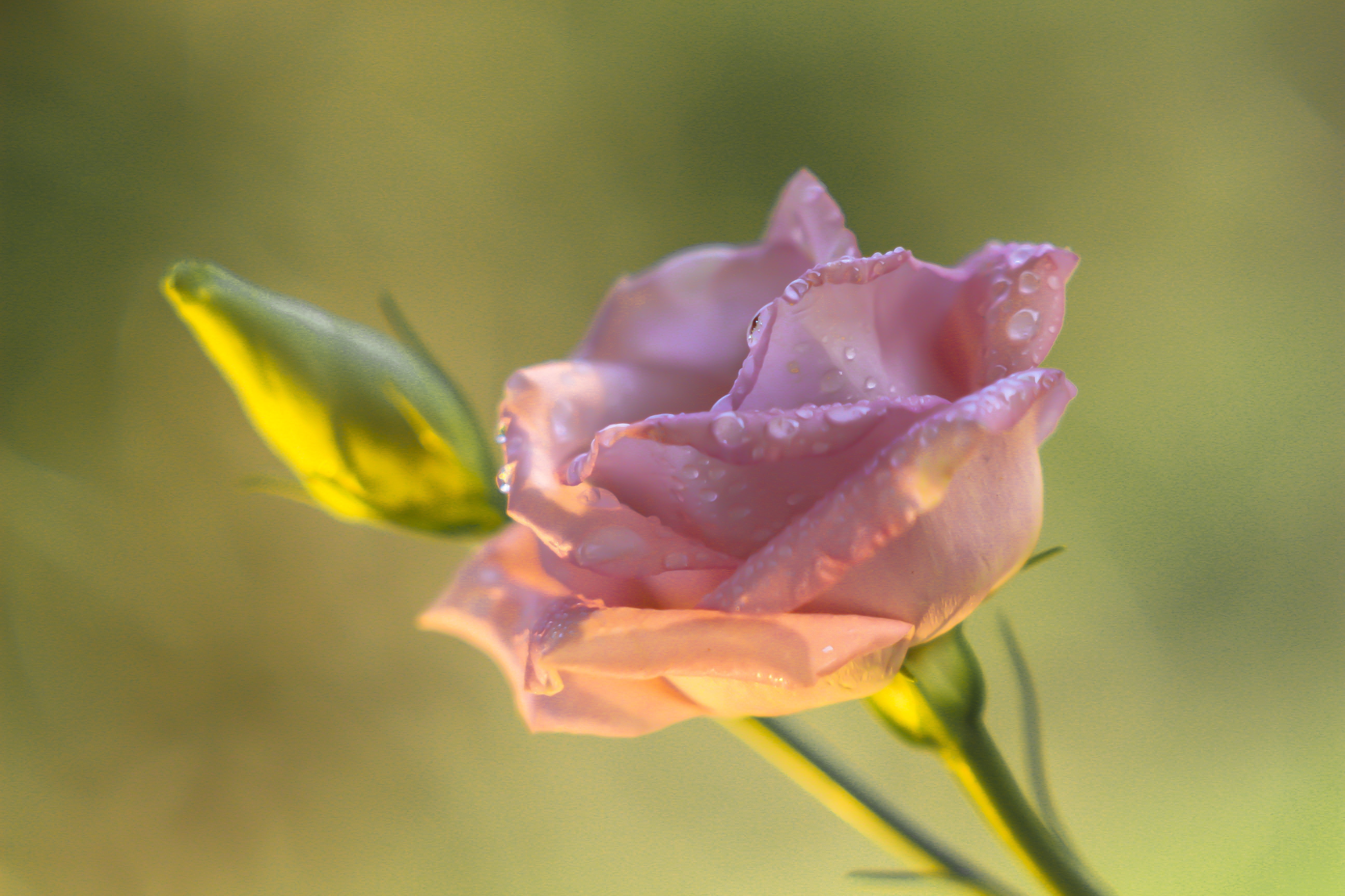 rose-7101236.jpg