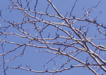 tree13.jpg