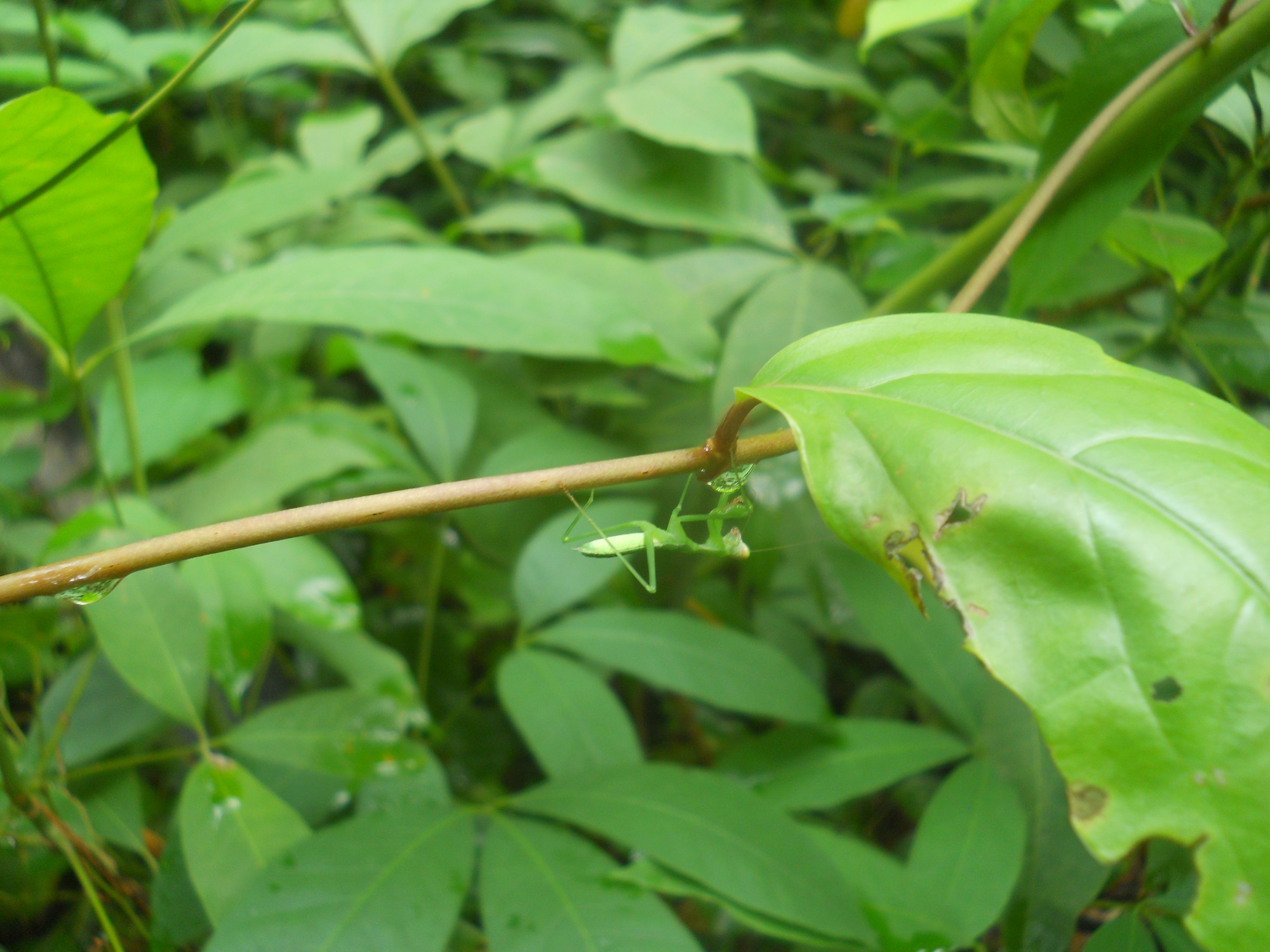 DSCN4643.JPG