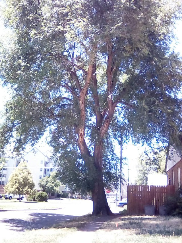 Emmy's real parent tree i think.jpg