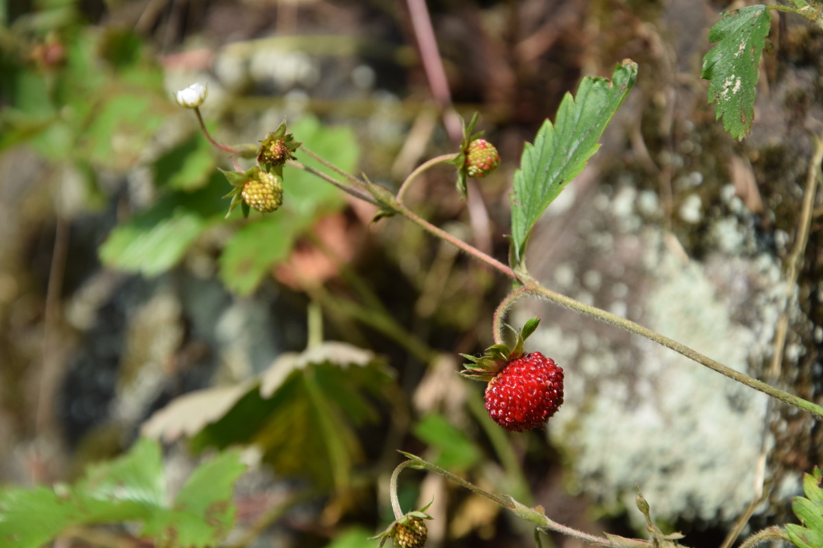 DSC_0062_1200.JPG