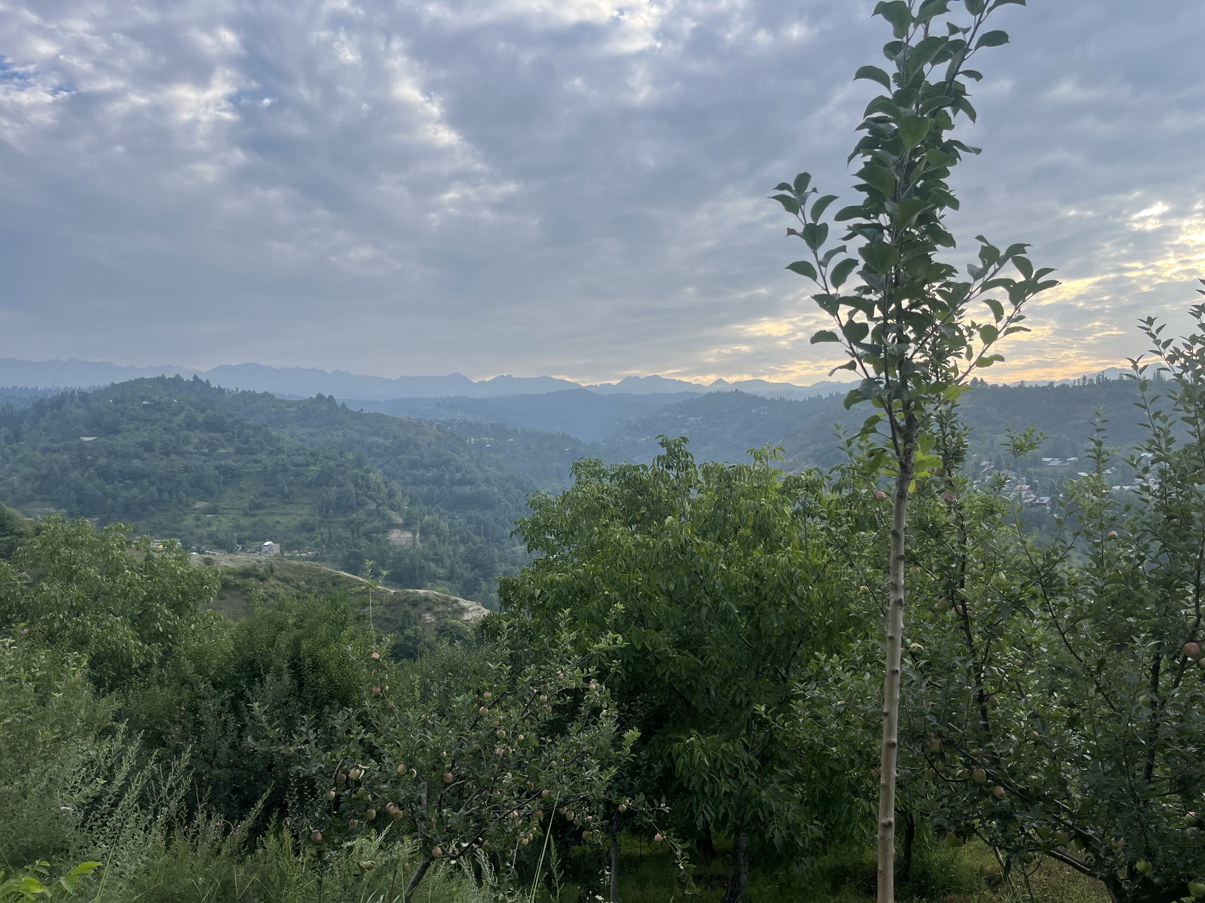 IMG_1524.jpeg