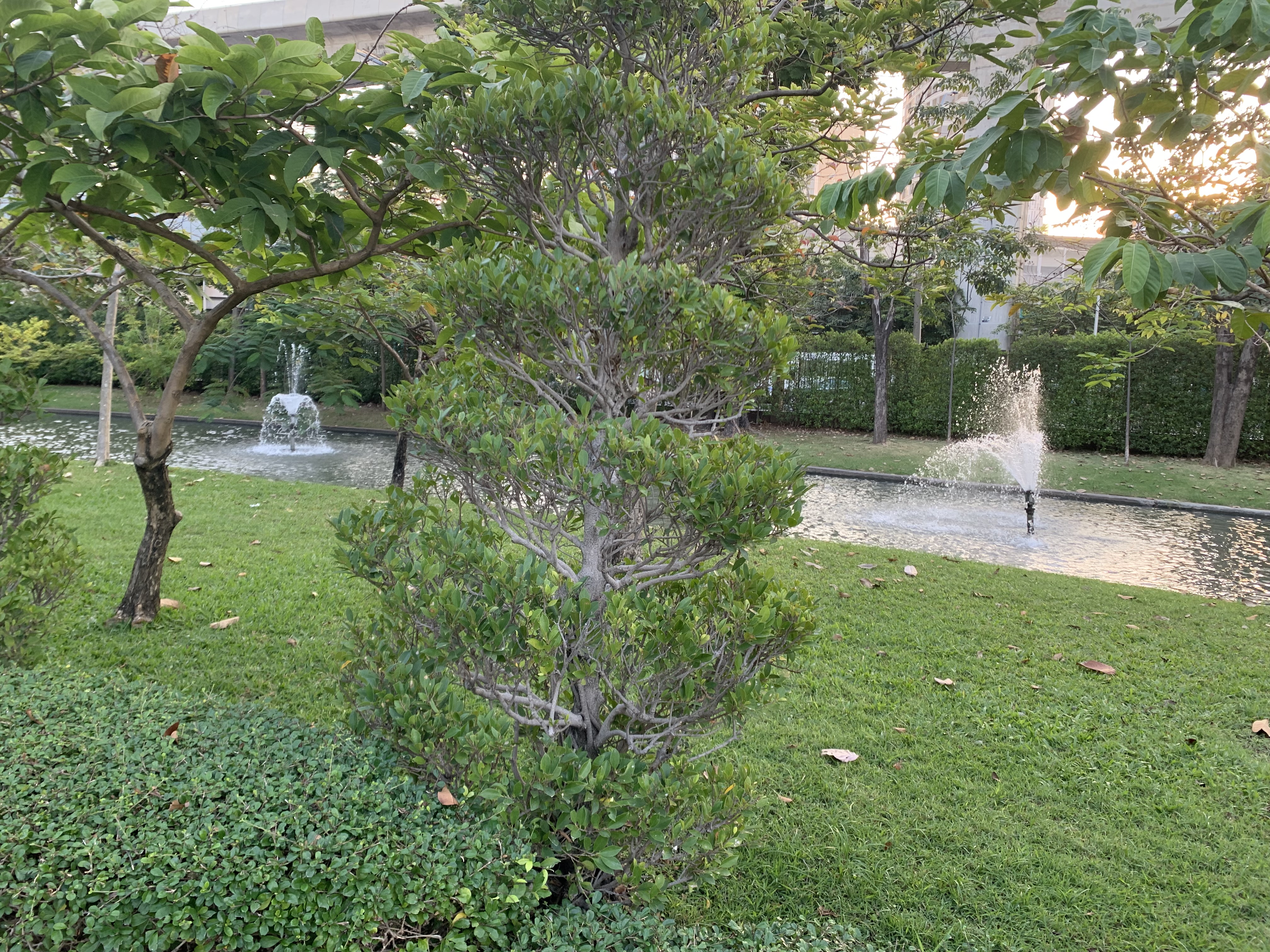 Chatuchak Park212.jpg
