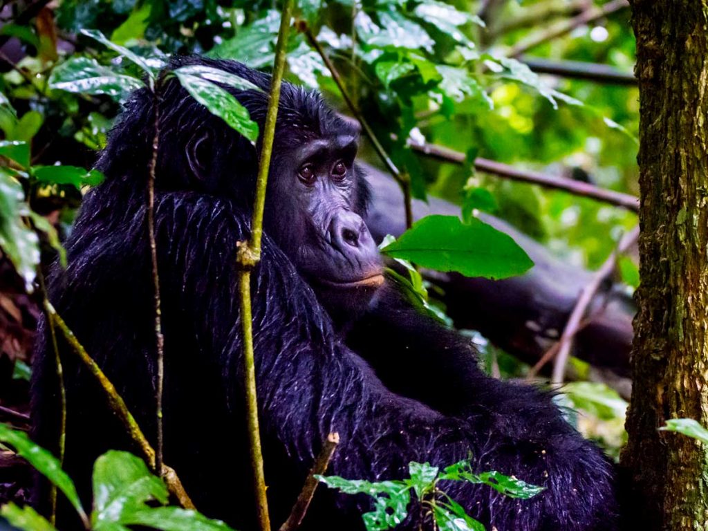 3 Day Trek Gorillas in Uganda Bwindi National Park12.jpg