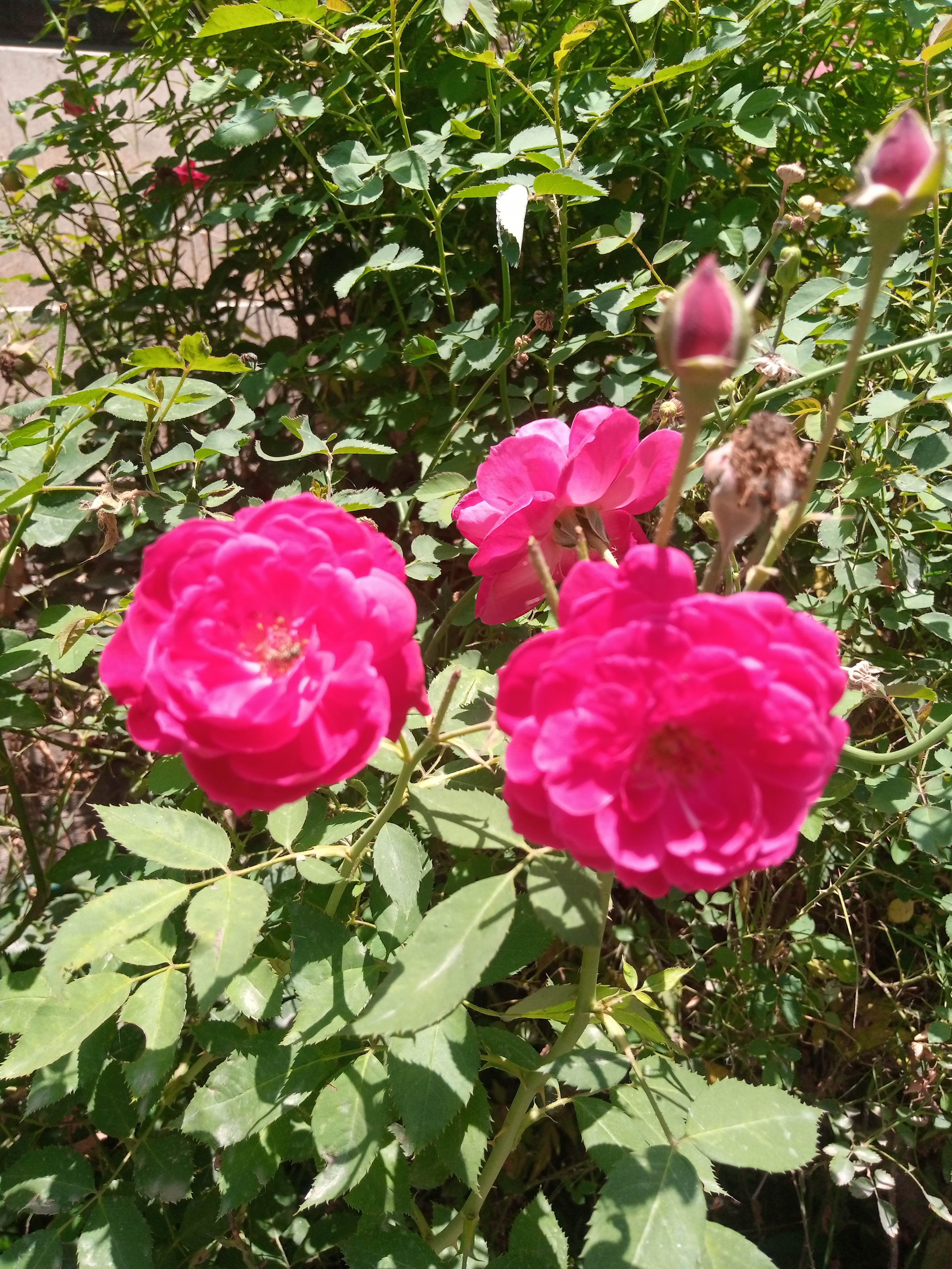 IMG_20210521_113457_321.jpg