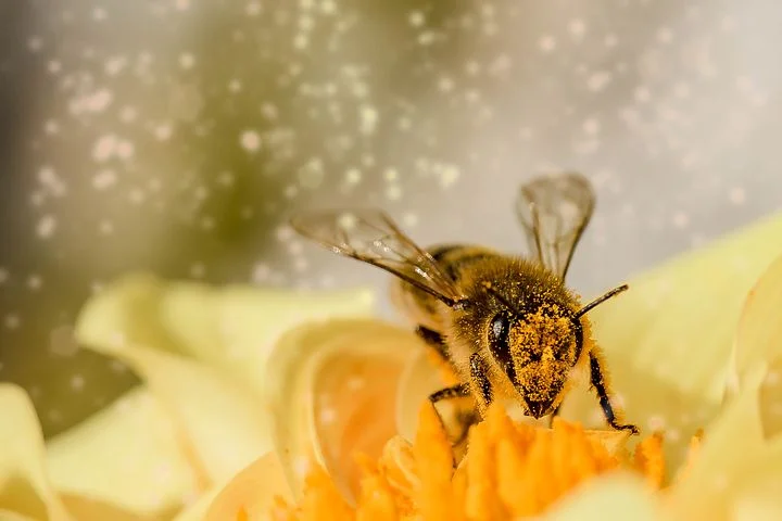 bee-1726659__480.webp