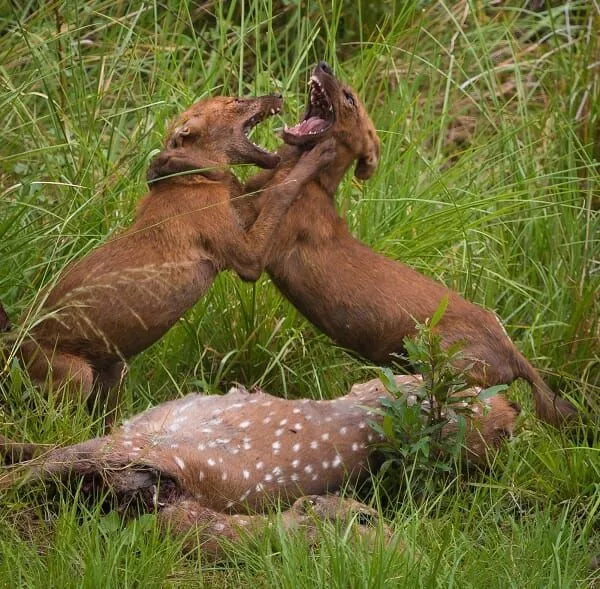 Intraspecific-competition.webp