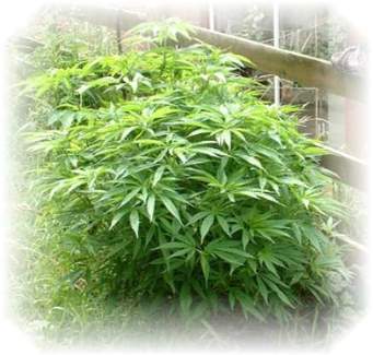 hemp.jpg