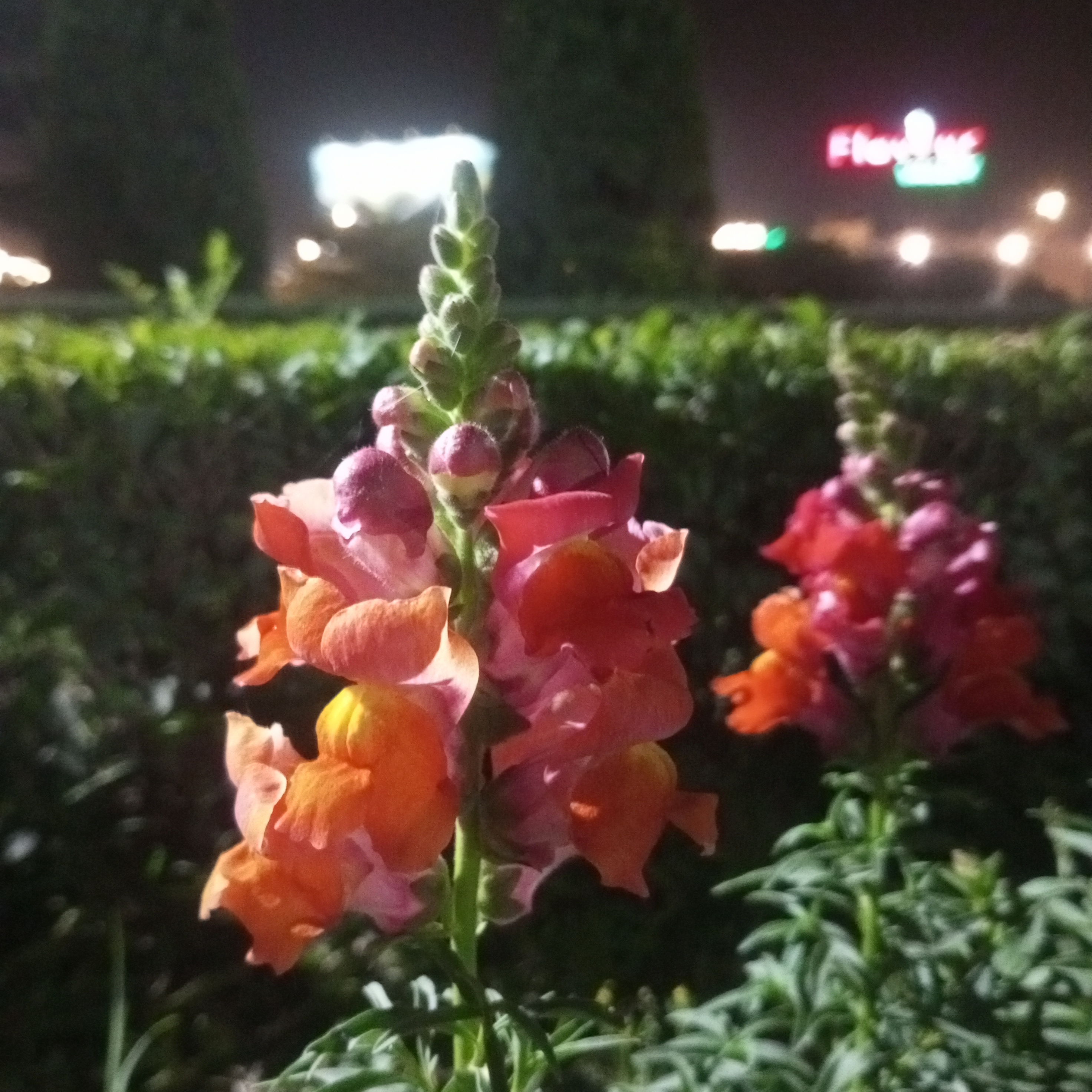 IMG_20260331_200611_204.jpg
