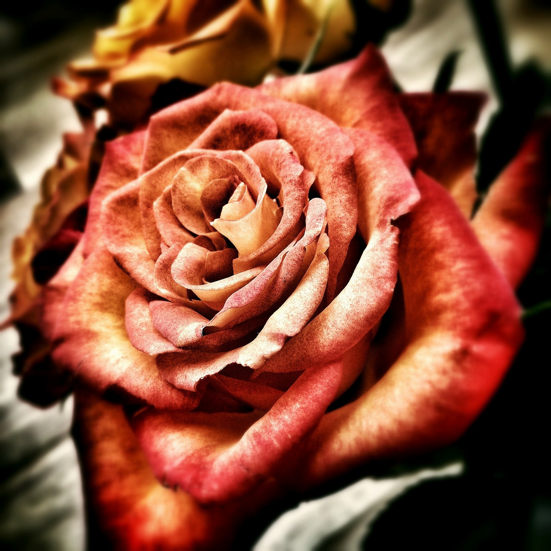 rose.jpg