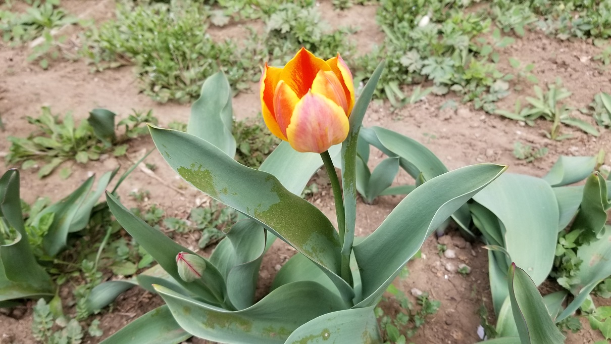 郁金香开花了 / Tulips are in full bloom
