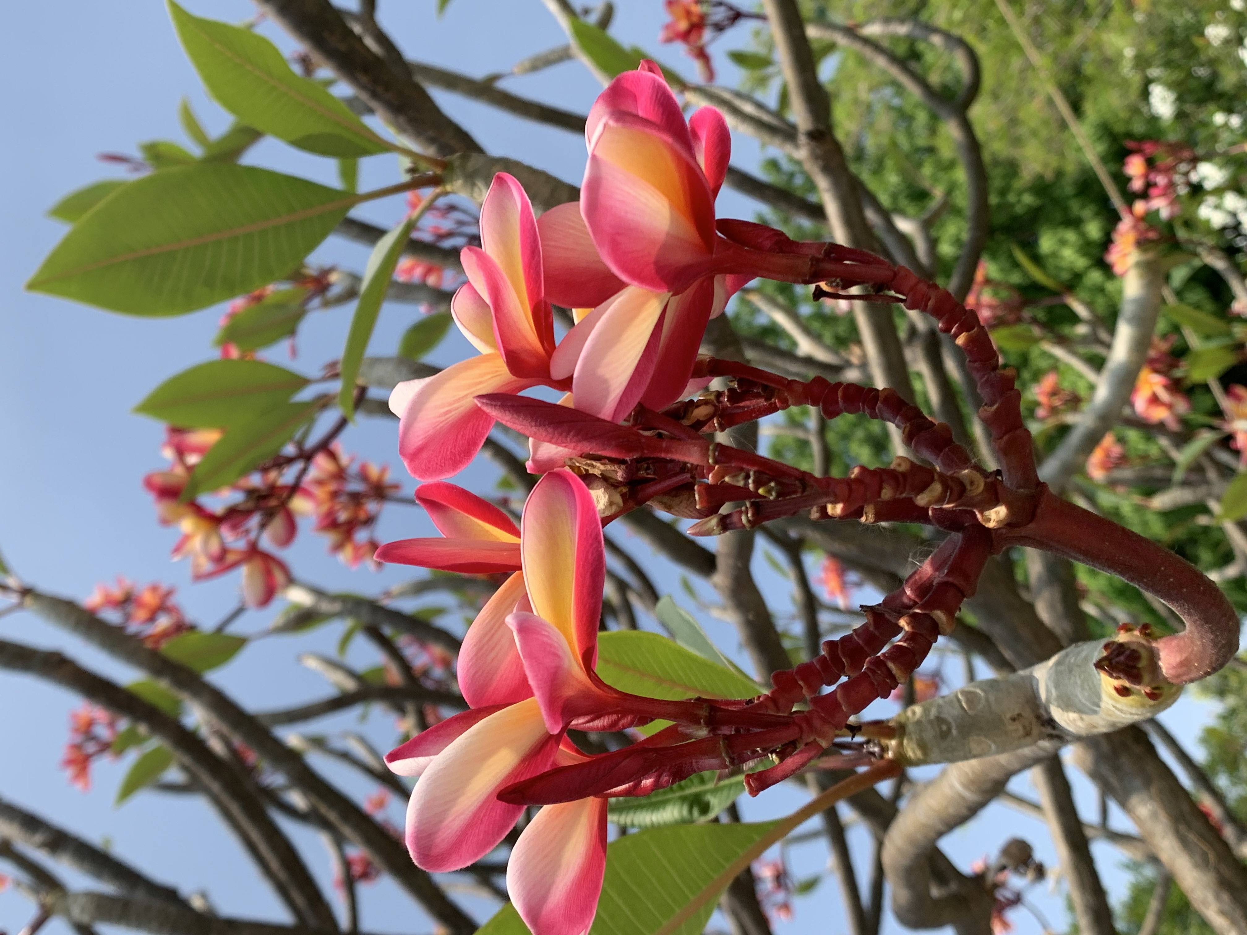 flower304.jpg