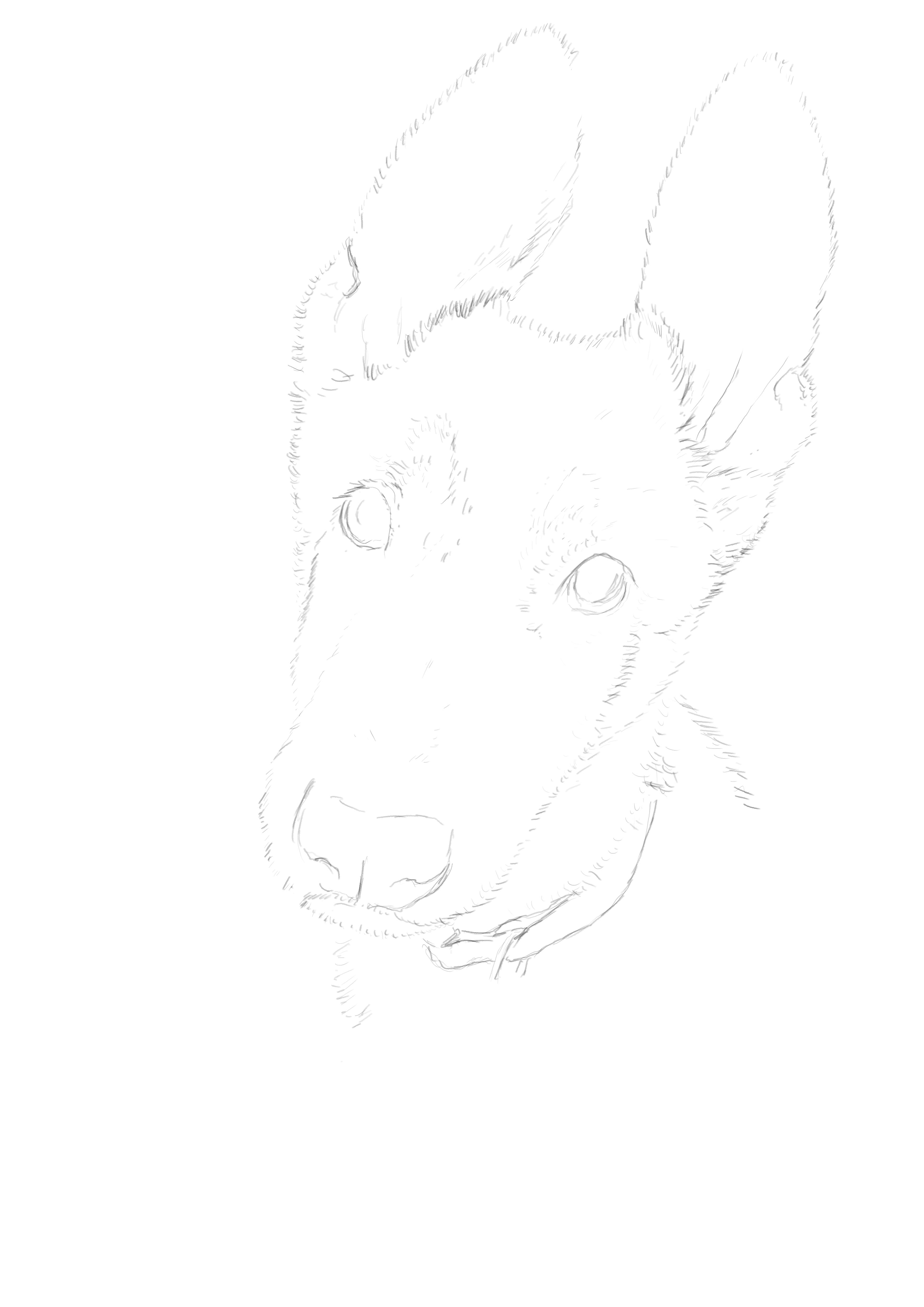 pooch001.jpg