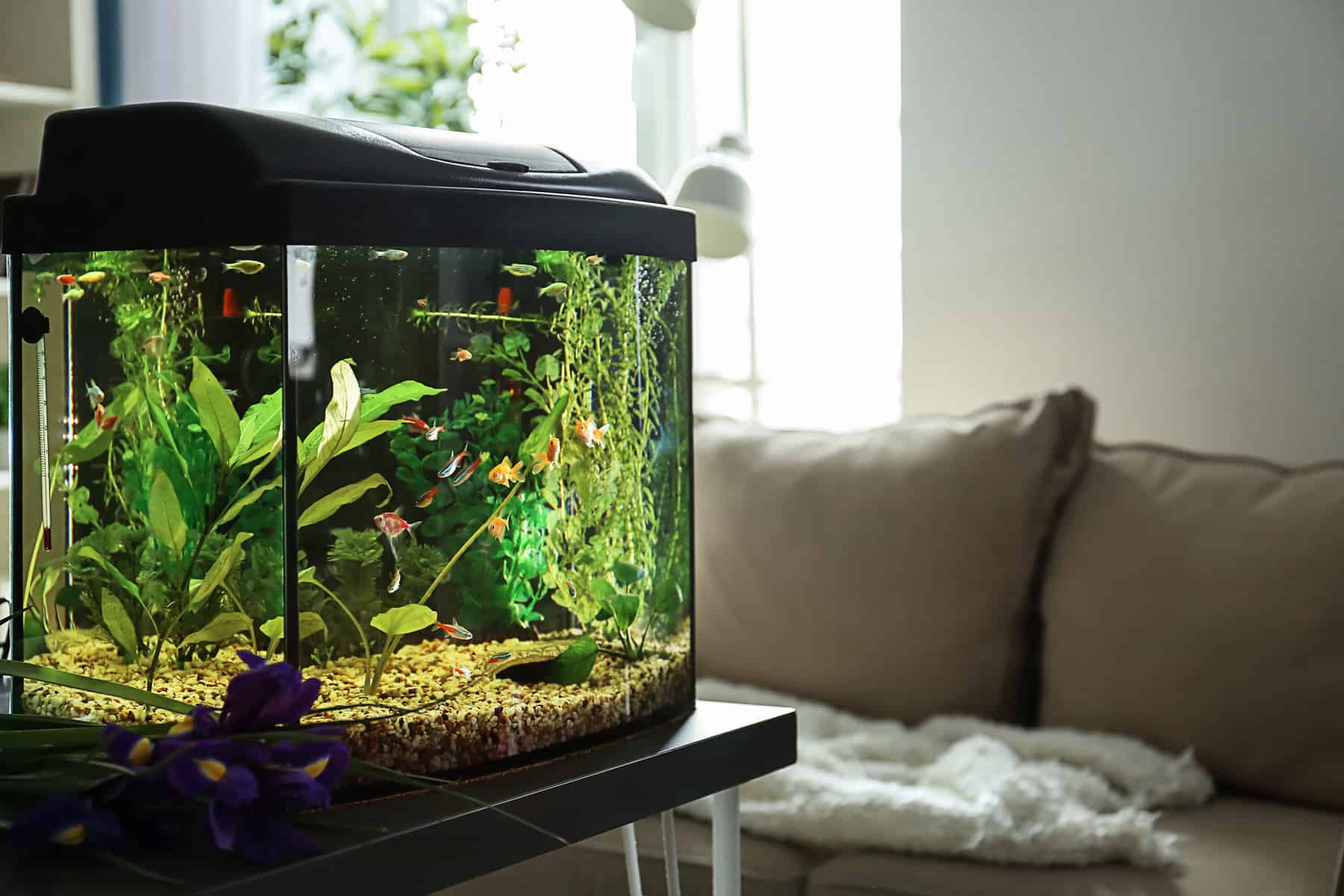 best-10-gallon-betta-tank.jpeg