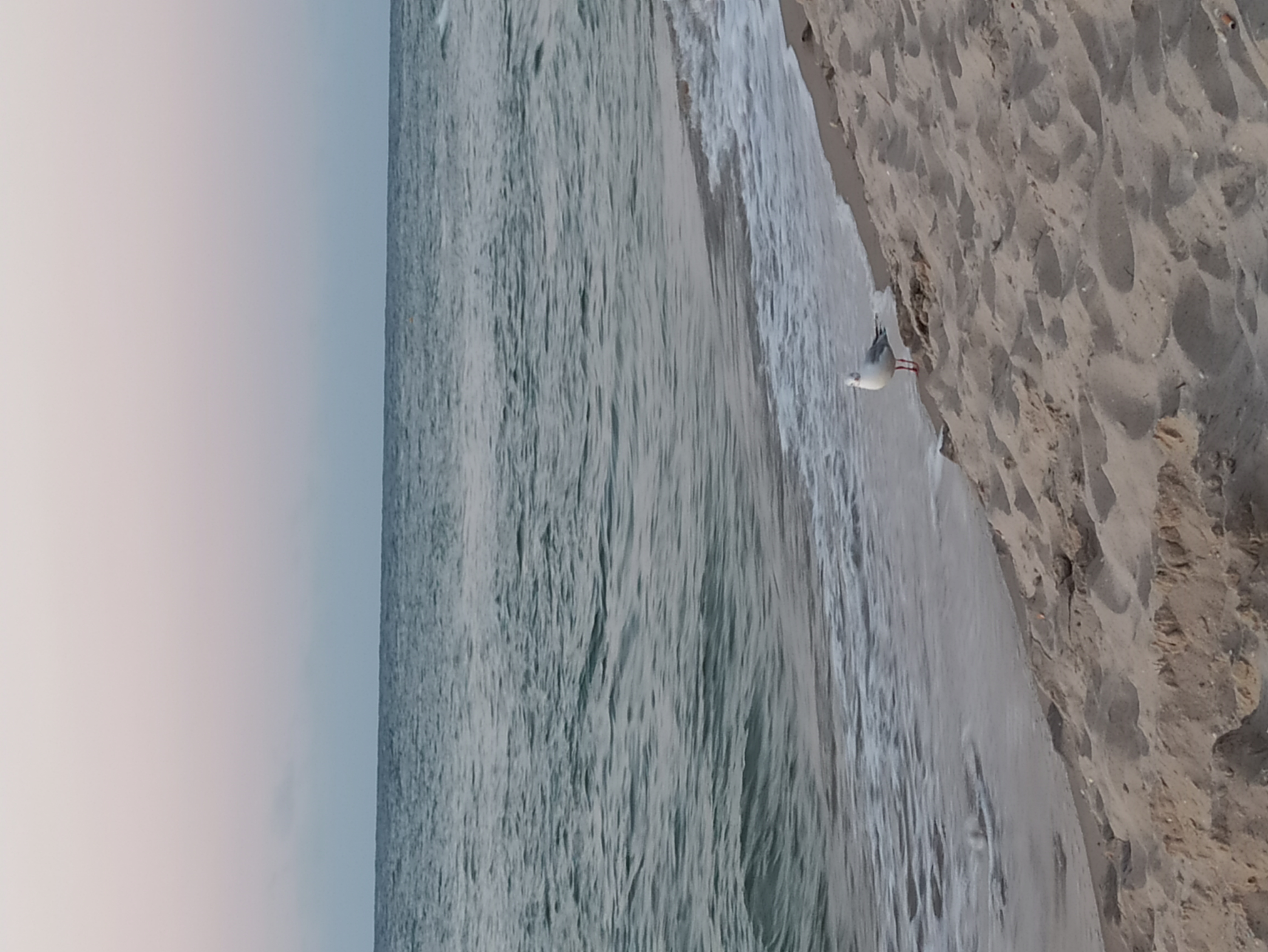 IMG_20200815_052553.jpg