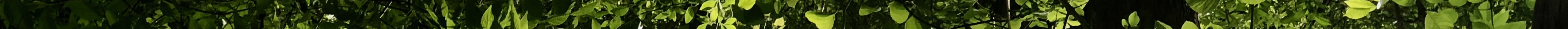 IMG_0186 3.jpeg
