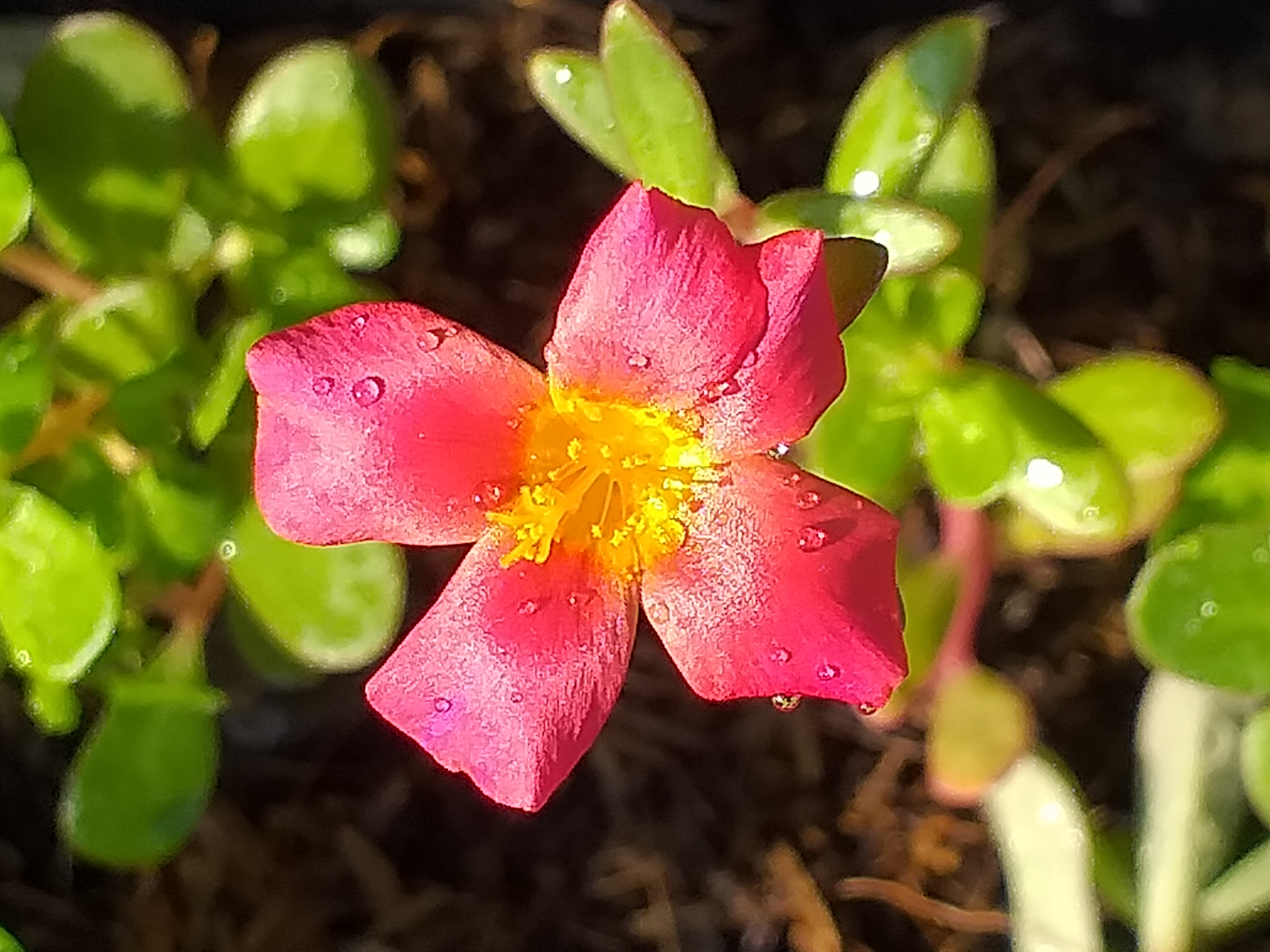 my garden202.jpg