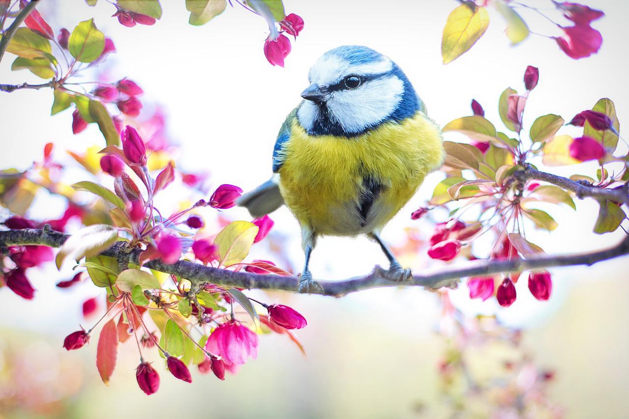 spring-bird-gd5ff55cb7_1280.jpg