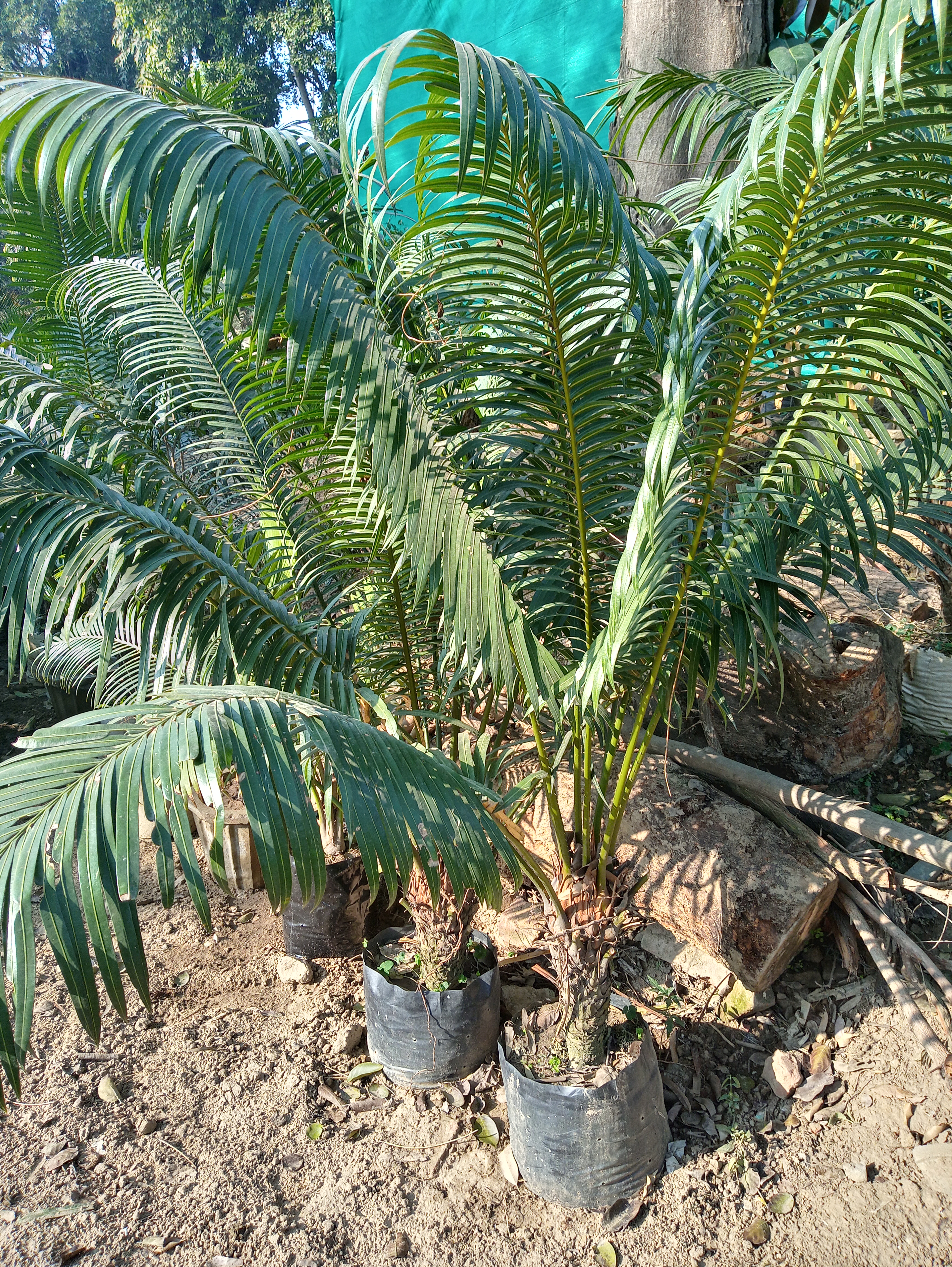 20201227_143313_HDR.jpg
