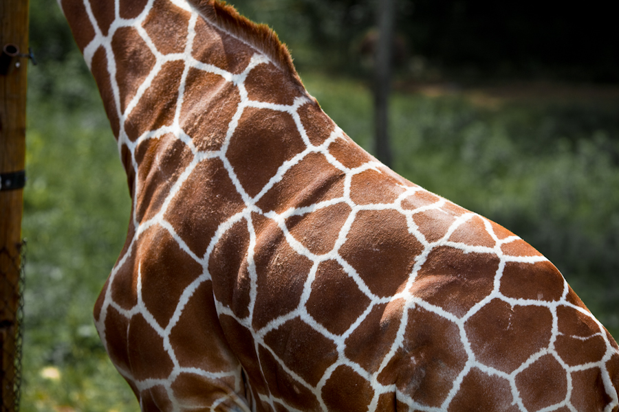 Giraffe Back.jpg