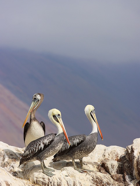 birds-7389157_640.jpg