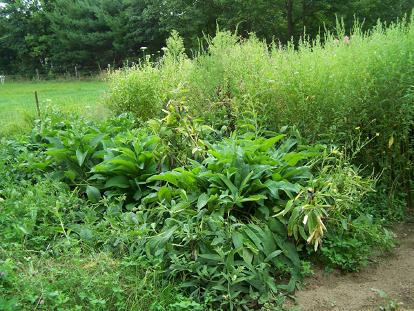Big garden - comfrey crop August 2019.jpg