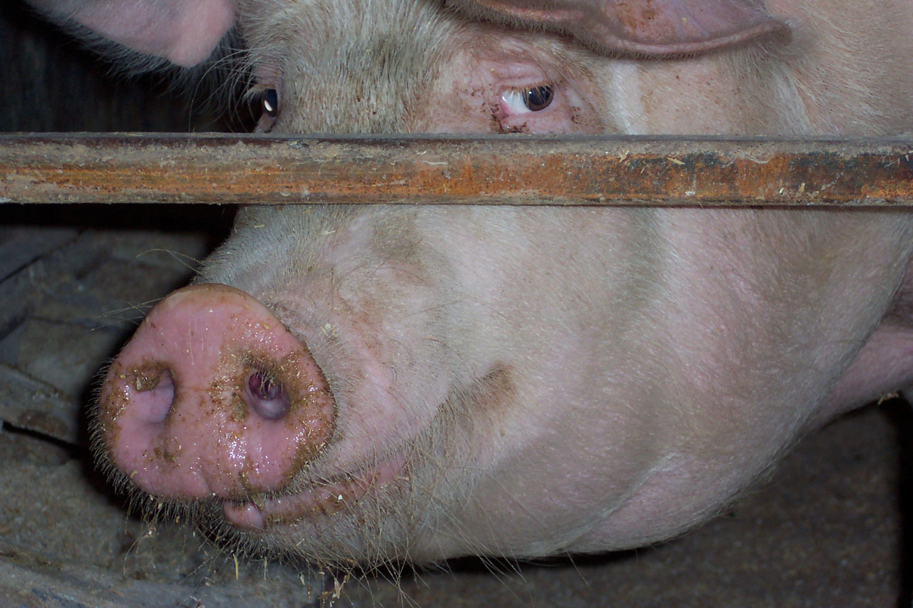 smiling-pig-23441280248500vT81.jpg
