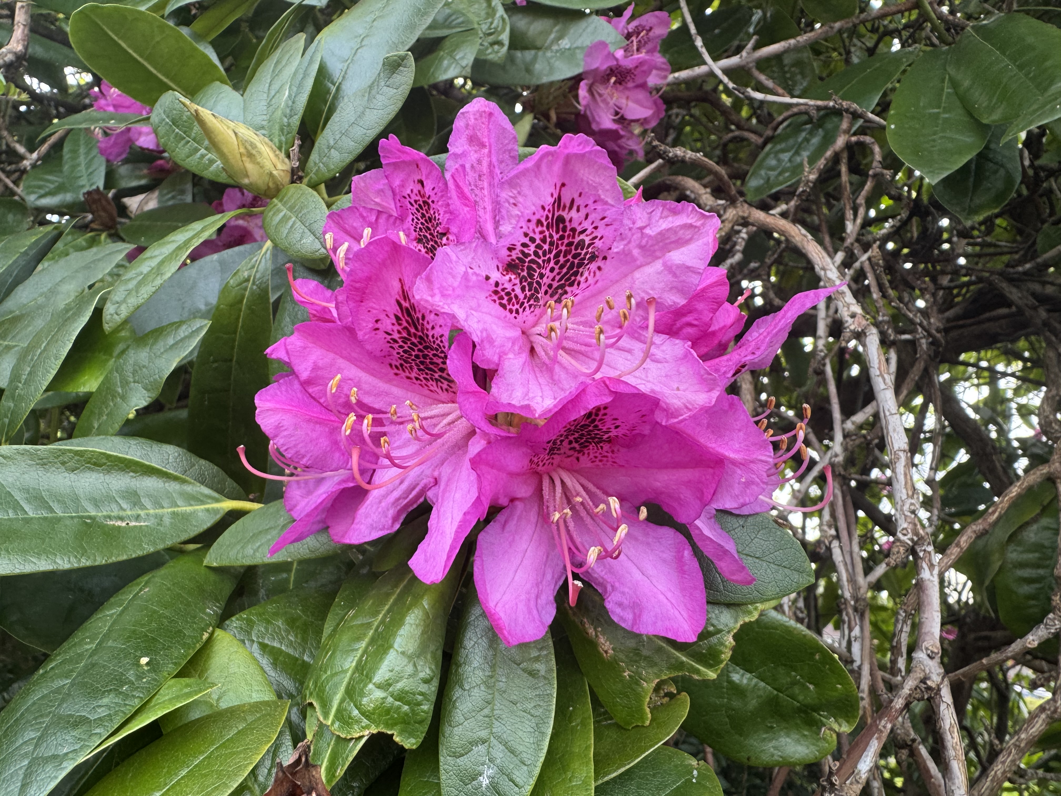 IMG_2740.jpeg