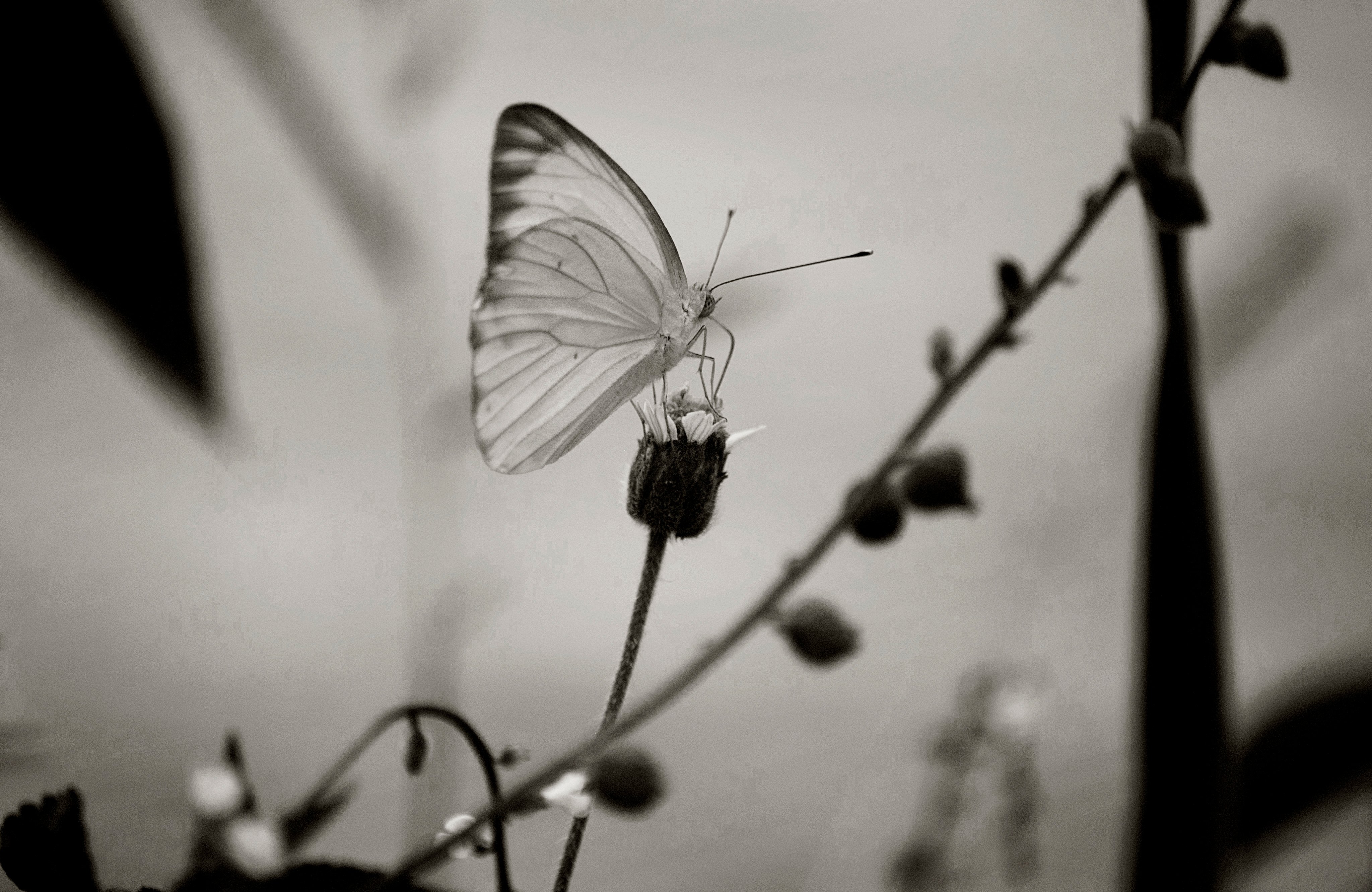 buterfly.JPG