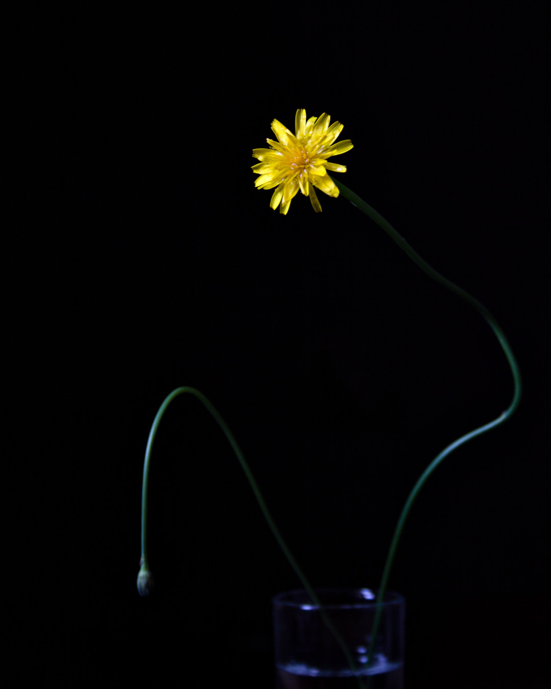 Smooth hawksbeard