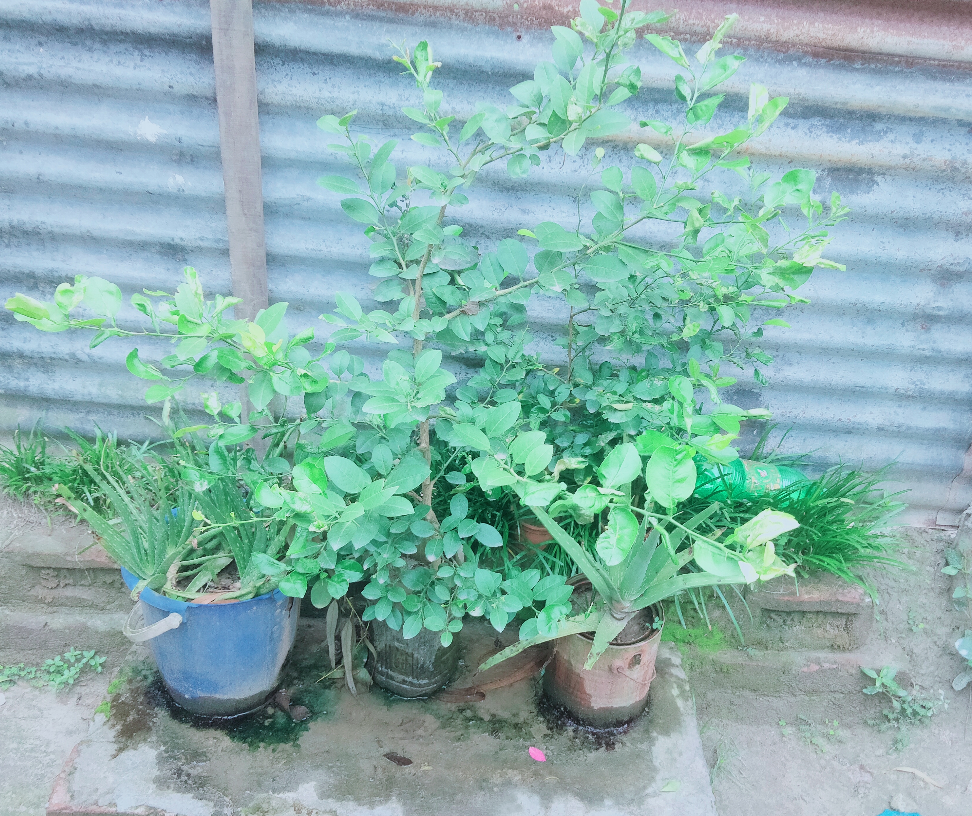 IMG_20260508_071547.jpg