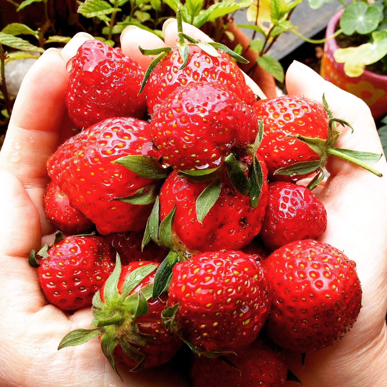 strawberries-2448492_1280.jpg