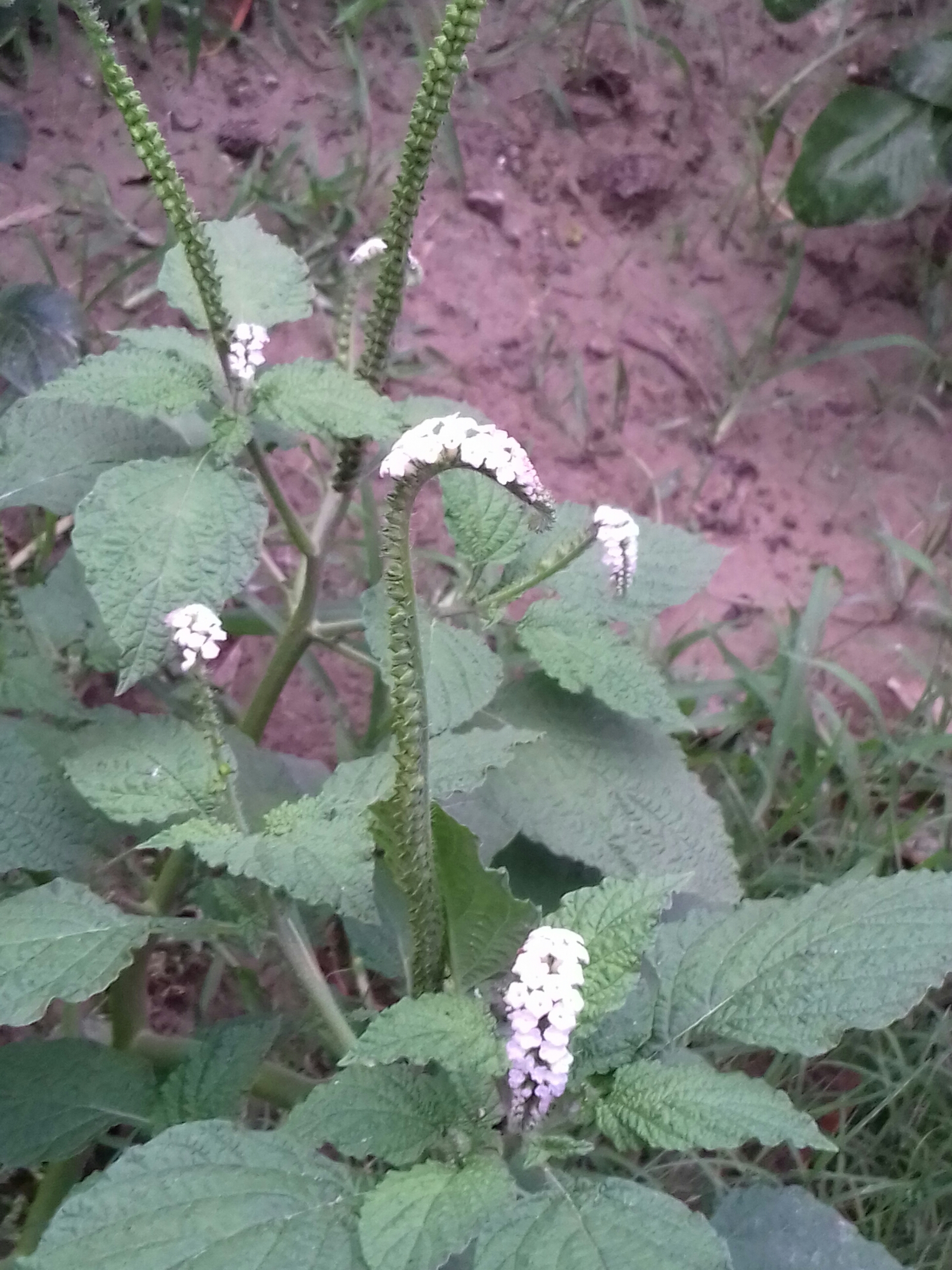 20180512_180351-1.jpg