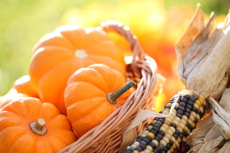 Pumpkin is a delicious cure for all diseases.jpg