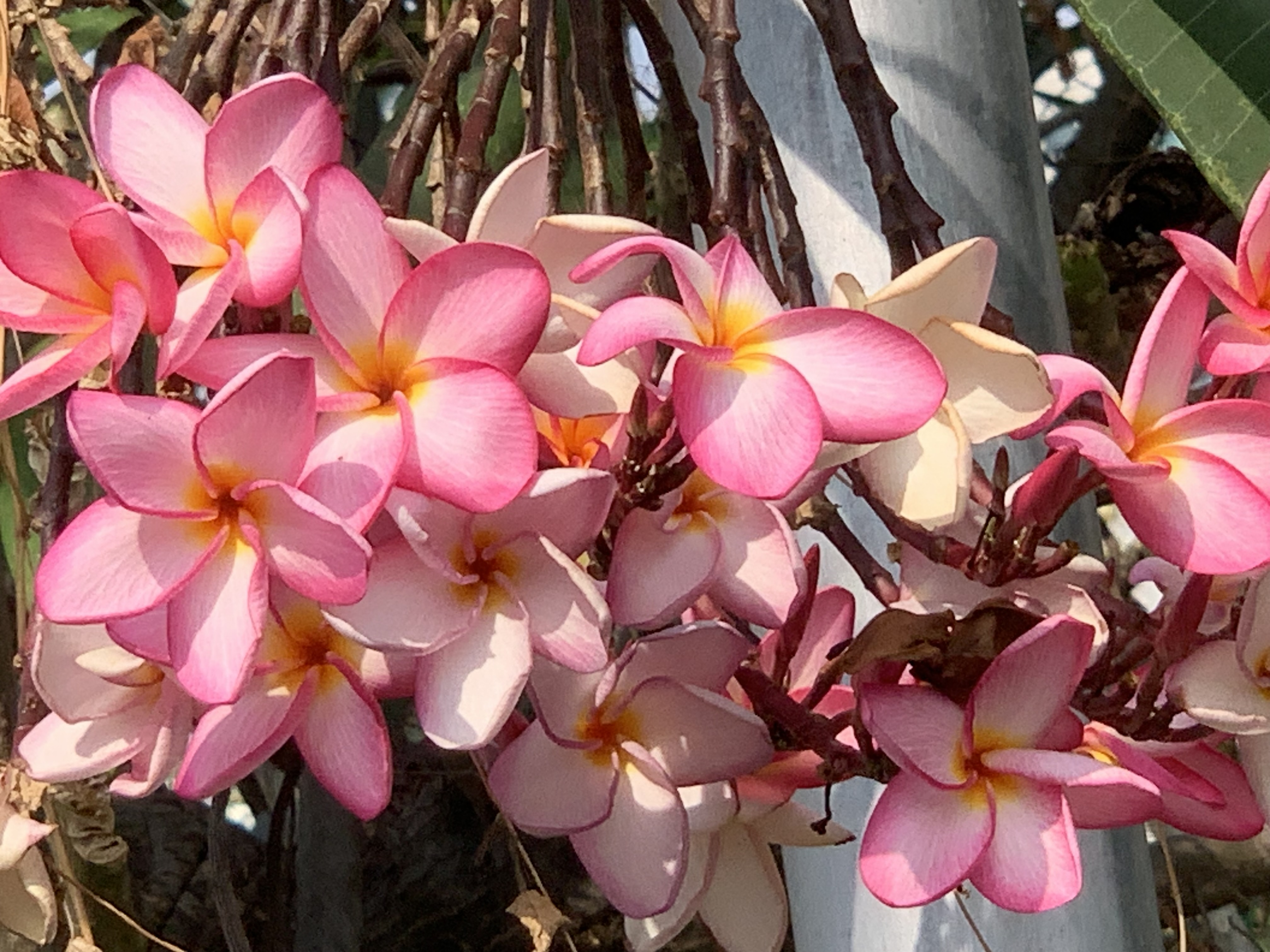 Beautiful flowers4.jpg