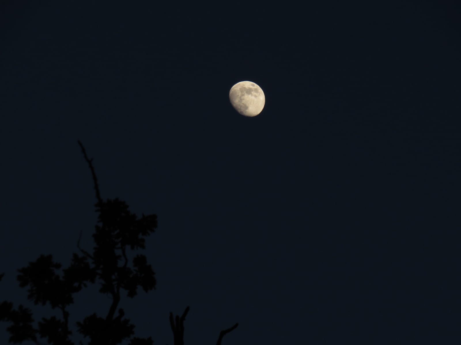 moon tree.jpg