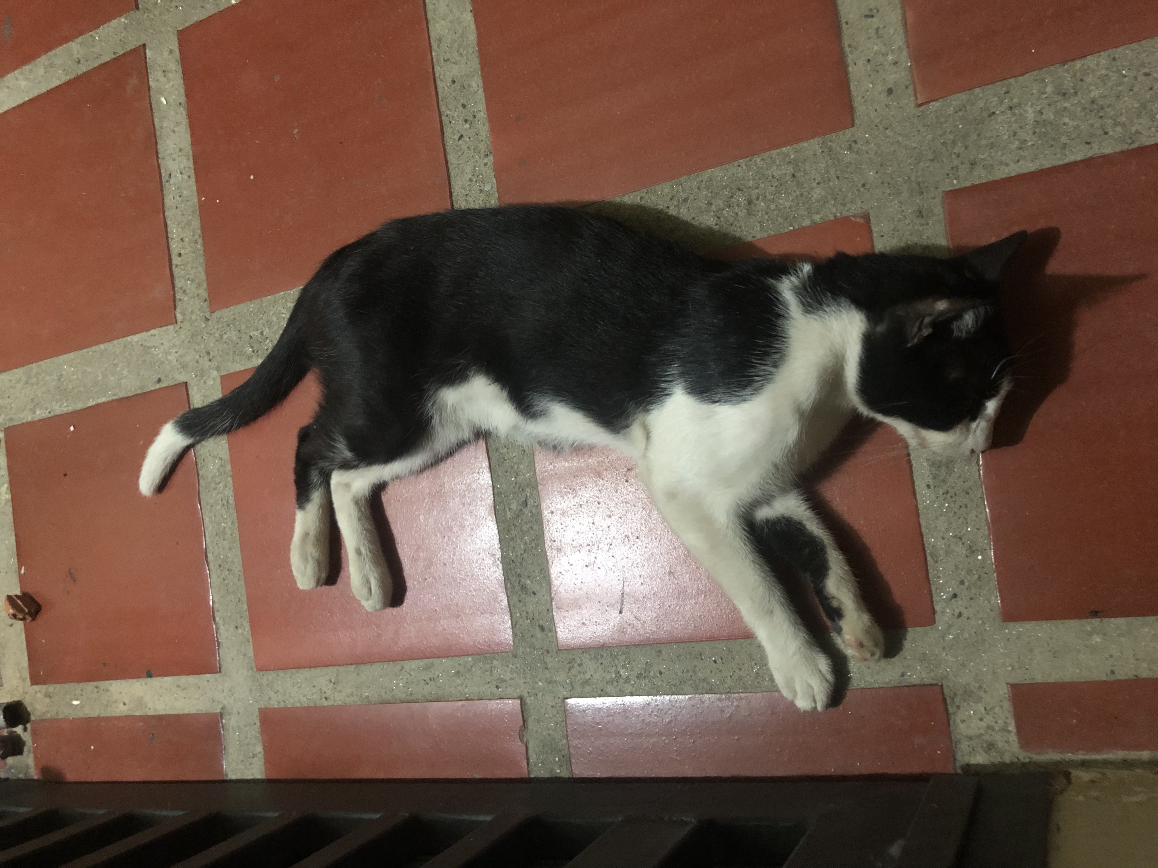 AD024FA6-0B52-453B-96C6-E6390D977306.jpeg