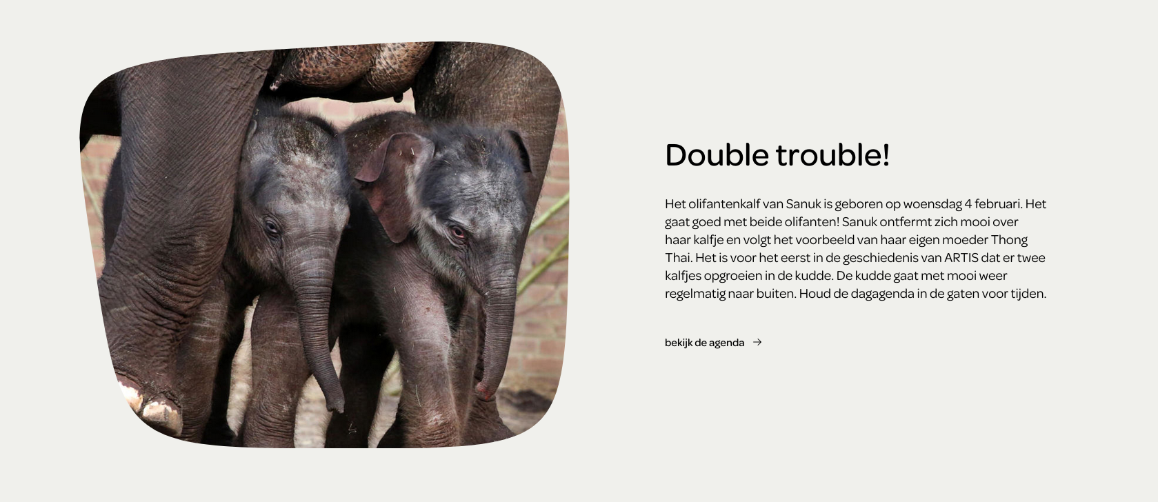 elephants.png