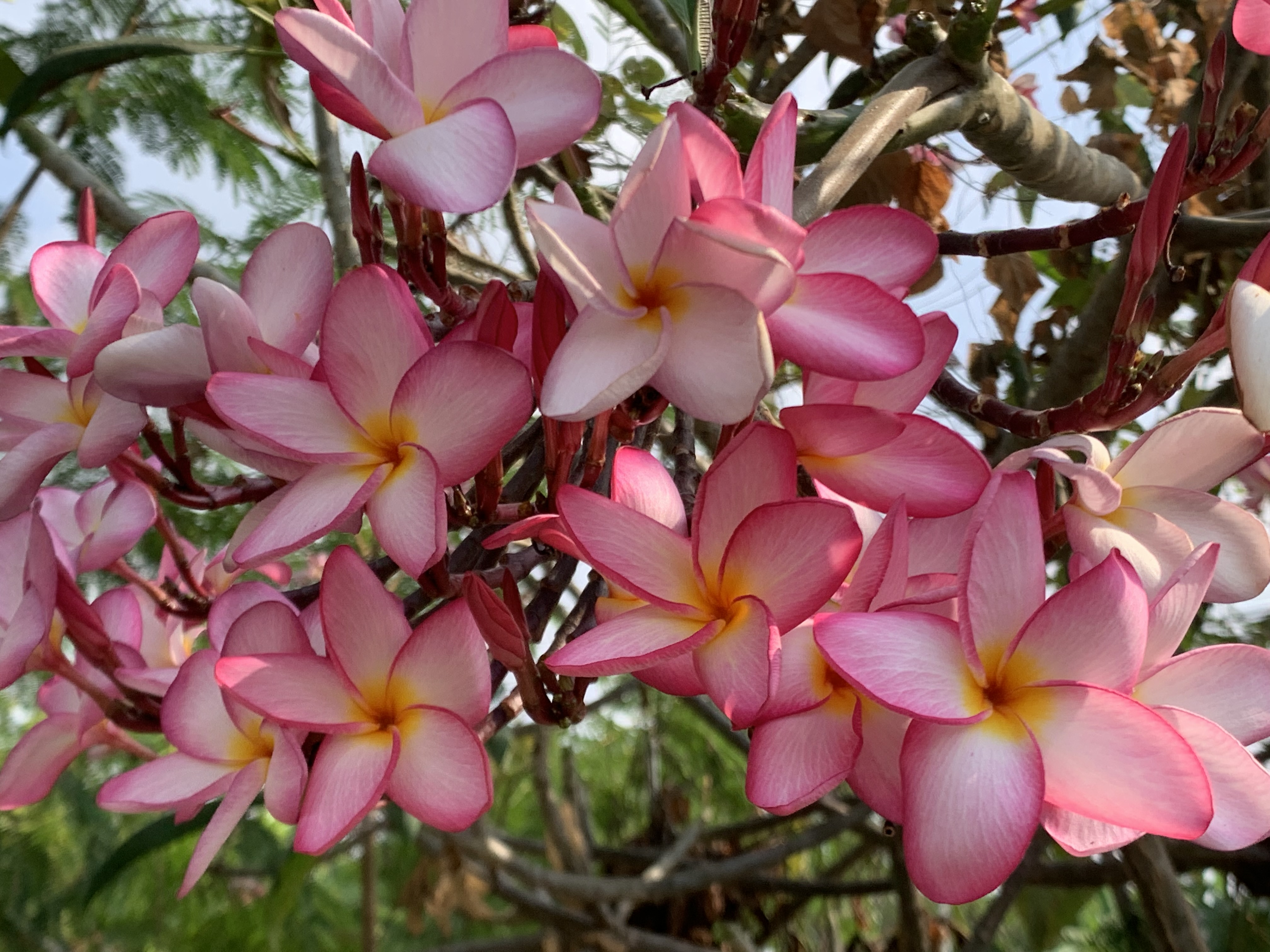 Beautiful flowers5.jpg