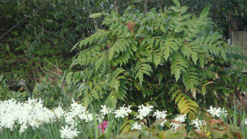 Flowers 0005 .png