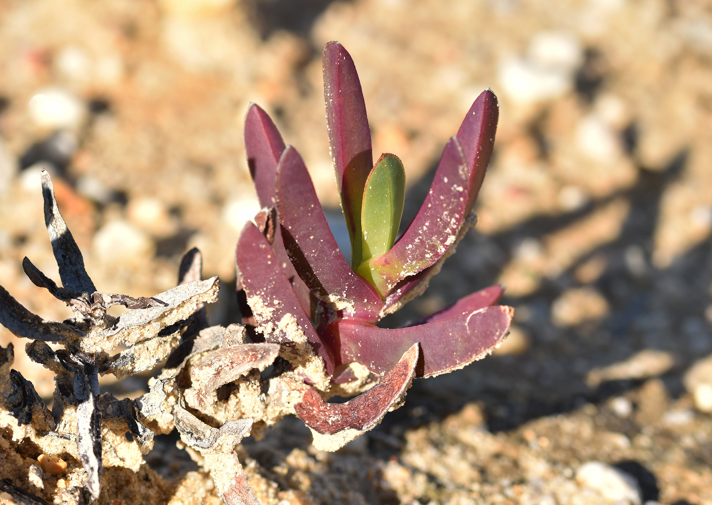 ice plant carpobrotus leaf 1.jpg