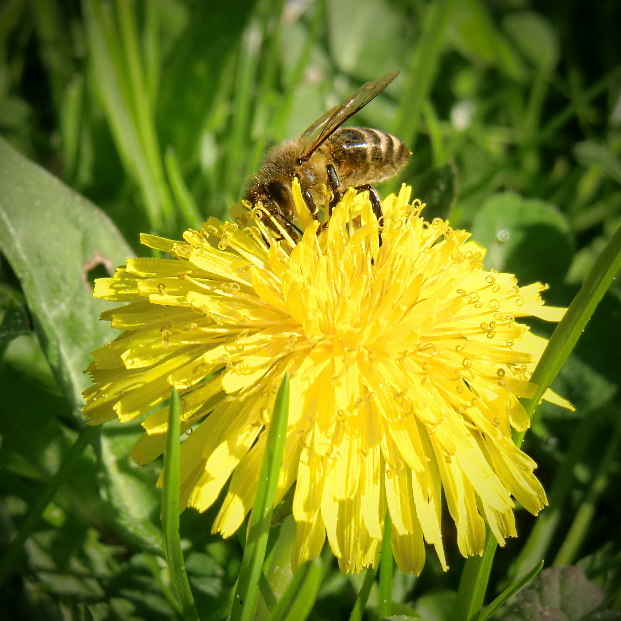 Bee on dandelion