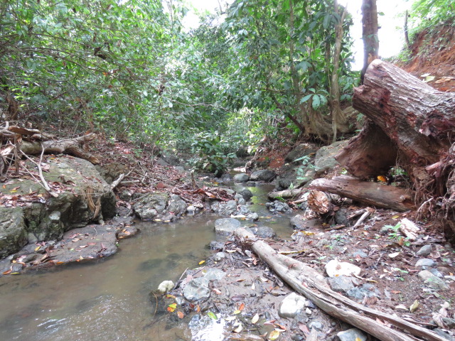 water in the jungle.jpg