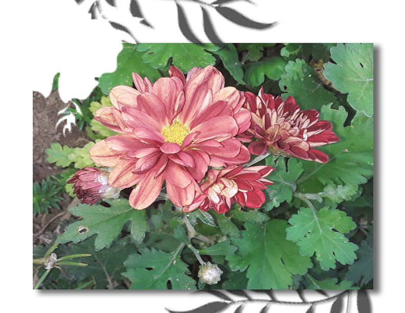 flor1.jpg