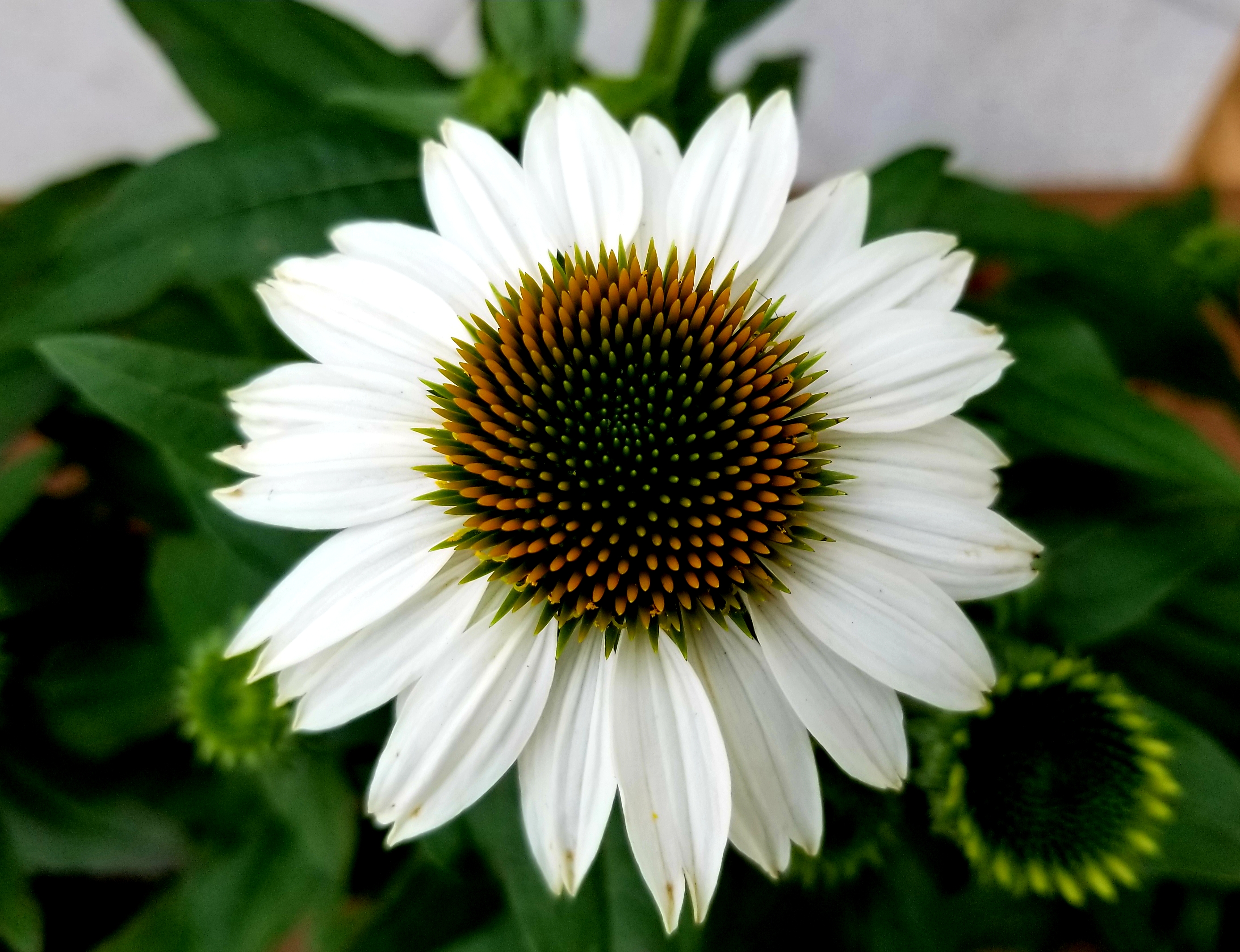 20190731_225506.jpg