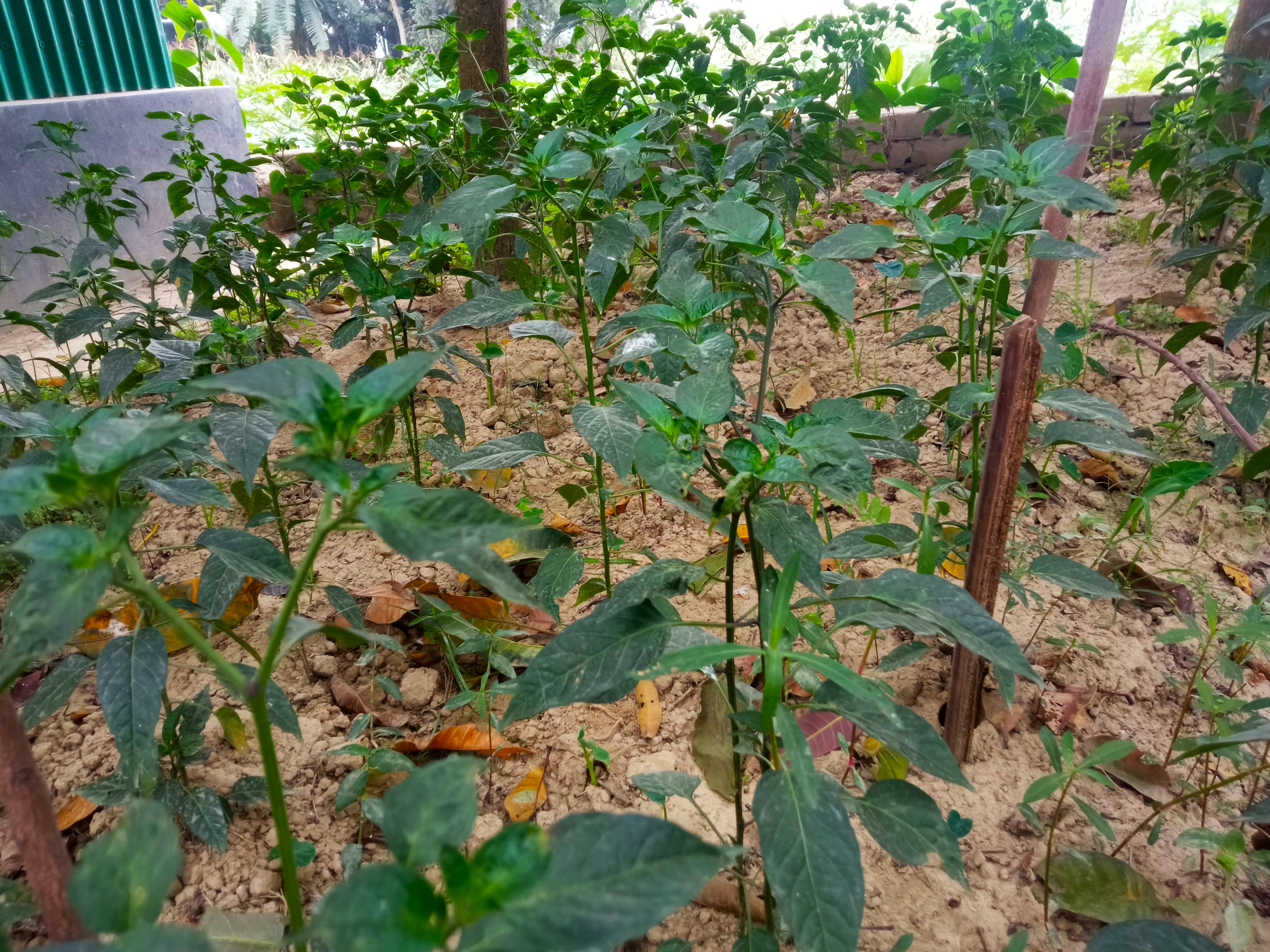 garden (3).jpg